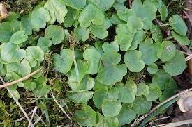 Attēlu rezultāti vaicājumam “Ficaria verna leaf”