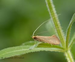 Attēlu rezultāti vaicājumam “Nematopogon sp.”