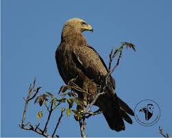 Attēlu rezultāti vaicājumam “Aquila pomarina”