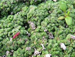 Attēlu rezultāti vaicājumam “Riccia cavernosa”