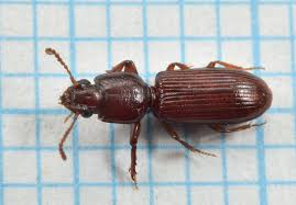 Attēlu rezultāti vaicājumam “Clivina fossor”