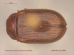 Attēlu rezultāti vaicājumam “Gonioctena”