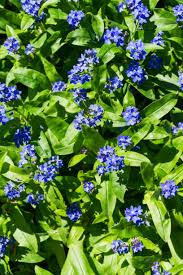 Attēlu rezultāti vaicājumam “Gentiana cruciata flower”