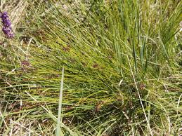 Attēlu rezultāti vaicājumam “Carex pulicaris”