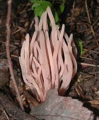 Attēlu rezultāti vaicājumam “Clavaria fumosa”