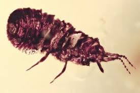 Attēlu rezultāti vaicājumam “Aphodius sp. imago”