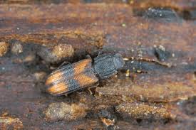 Attēlu rezultāti vaicājumam “Bitoma crenata”