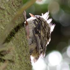 Attēlu rezultāti vaicājumam “Certhia familiaris adult”