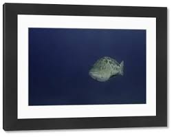 Image result for Epinephelus tukula