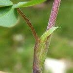 Attēlu rezultāti vaicājumam “Trifolium spadiceum fruit”