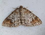 Attēlu rezultāti vaicājumam “Venusia blomeri”