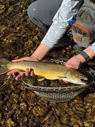 Image result for Salvelinus confluentus