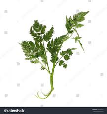 Attēlu rezultāti vaicājumam “Oenanthe aquatica leaf”