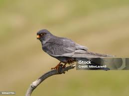 Attēlu rezultāti vaicājumam “Falco vespertinus adult”