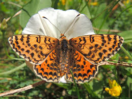 Attēlu rezultāti vaicājumam “Melitaea didyma”