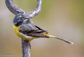 Attēlu rezultāti vaicājumam “Motacilla cinerea”