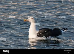 Attēlu rezultāti vaicājumam “Larus marinus adult”