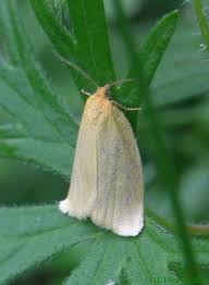 Attēlu rezultāti vaicājumam “Aphelia paleana”