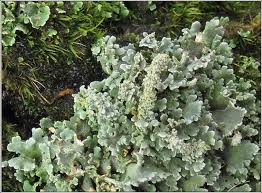 Attēlu rezultāti vaicājumam “Cladonia squamosa”