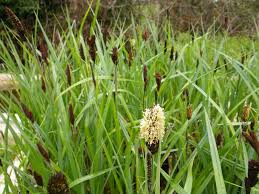 Attēlu rezultāti vaicājumam “Carex acutiformis flower”