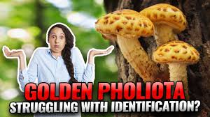 Attēlu rezultāti vaicājumam “Pholiota aurivella”