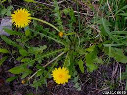 Attēlu rezultāti vaicājumam “Taraxacum officinale aggr. leaf”