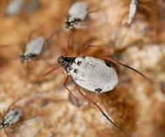 Attēlu rezultāti vaicājumam “Aphididae”