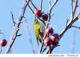 Attēlu rezultāti vaicājumam “Malus prunifolia fruit”
