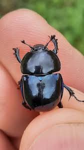 Attēlu rezultāti vaicājumam “Trypocopris vernalis”