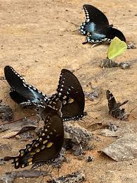 Attēlu rezultāti vaicājumam “Melitaea phoebe upperside”