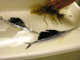 Image result for Istiophorus platypterus