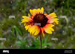 Image result for Gaillardia pulchella