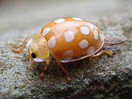 Attēlu rezultāti vaicājumam “Halyzia sedecimguttata”