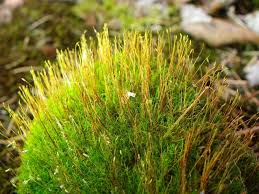 Attēlu rezultāti vaicājumam “Distichium capillaceum”