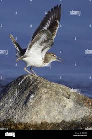 Attēlu rezultāti vaicājumam “Actitis hypoleucos adult”