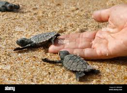 Image result for Eretmochelys imbricata