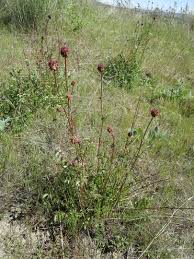 Attēlu rezultāti vaicājumam “Poterium sanguisorba”
