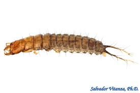 Attēlu rezultāti vaicājumam “larva”