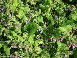 Attēlu rezultāti vaicājumam “Pulmonaria obscura”