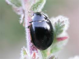 Attēlu rezultāti vaicājumam “Coccinella hieroglyphica”