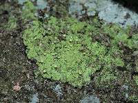 Attēlu rezultāti vaicājumam “Chaenotheca furfuracea”