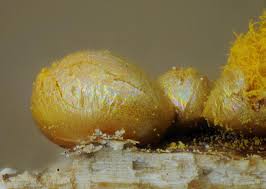 Attēlu rezultāti vaicājumam “Trichia scabra”