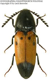 Attēlu rezultāti vaicājumam “Ampedus sp.”