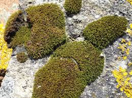 Attēlu rezultāti vaicājumam “Schistidium robustum”