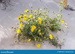 Attēlu rezultāti vaicājumam “Tragopogon heterospermus”