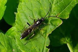 Attēlu rezultāti vaicājumam “Tenthredo campestris female”