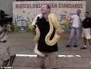 Pictured: The moment a giant Burmese python slithers up a