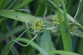 Attēlu rezultāti vaicājumam “Sparganium erectum aggr. flower”
