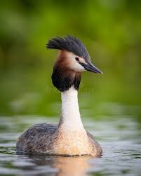 Attēlu rezultāti vaicājumam “Podiceps cristatus”