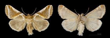 Attēlu rezultāti vaicājumam “Habrosyne pyritoides”